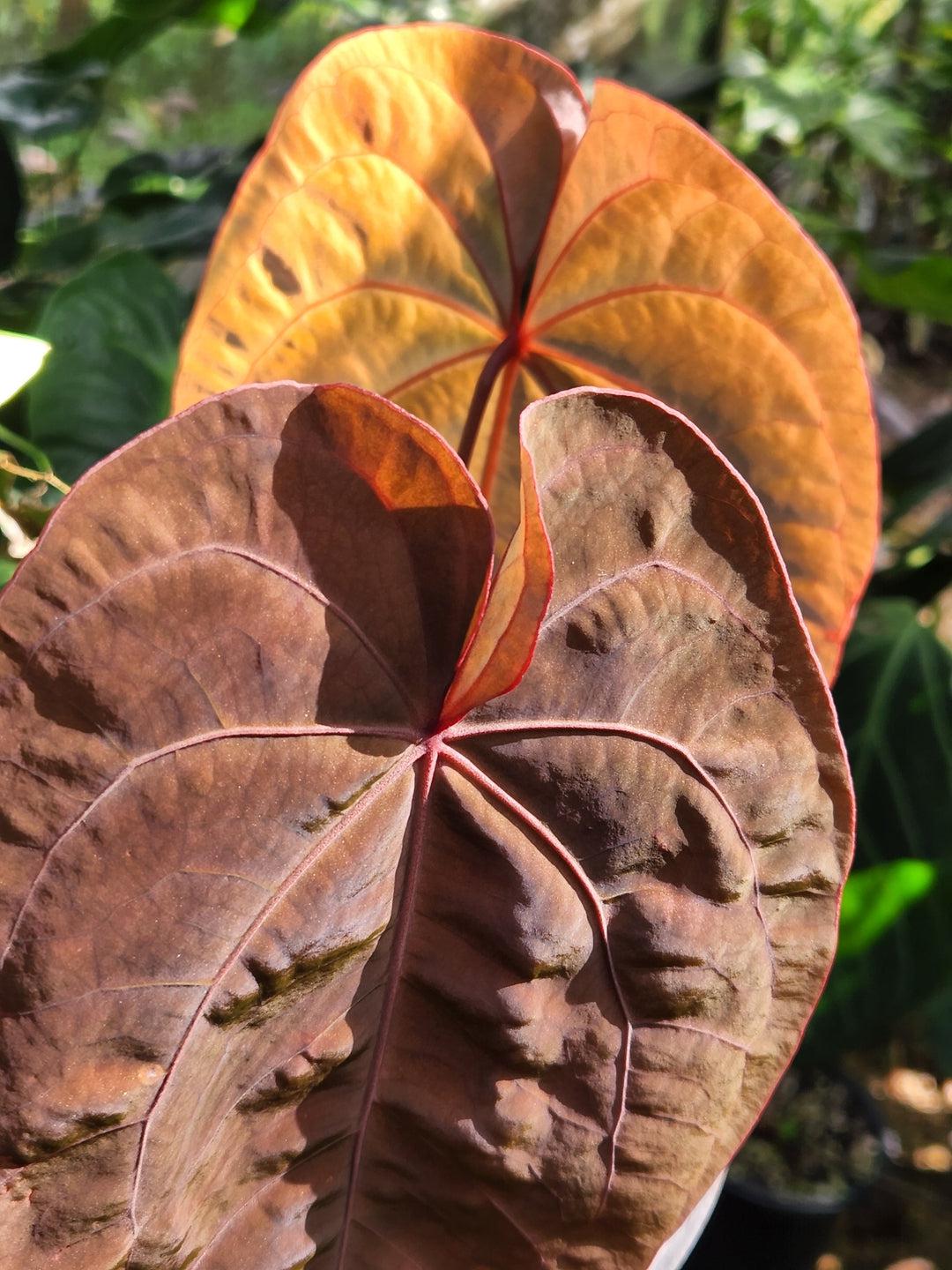 anthurium red sinus Anthurium "Red Hoffmanii"