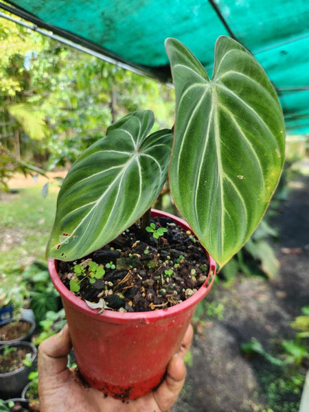 philodendron gloriosum for sale australia White Vein" Philodendron Gloriosum – Philodendron Valley