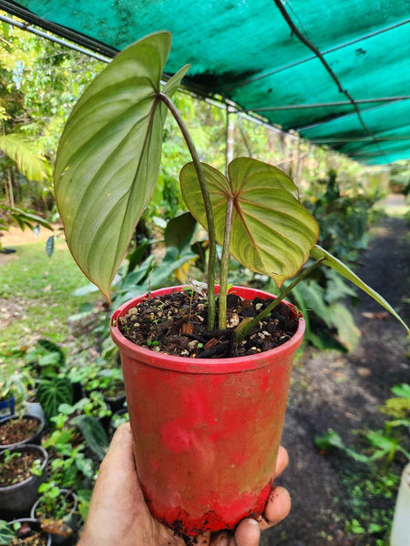philodendron gloriosum white veins White Vein" Philodendron Gloriosum – Philodendron Valley