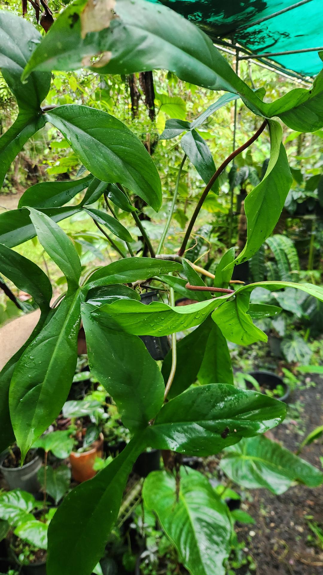 philodendron big ears Philodendron 69686 "Bigears"