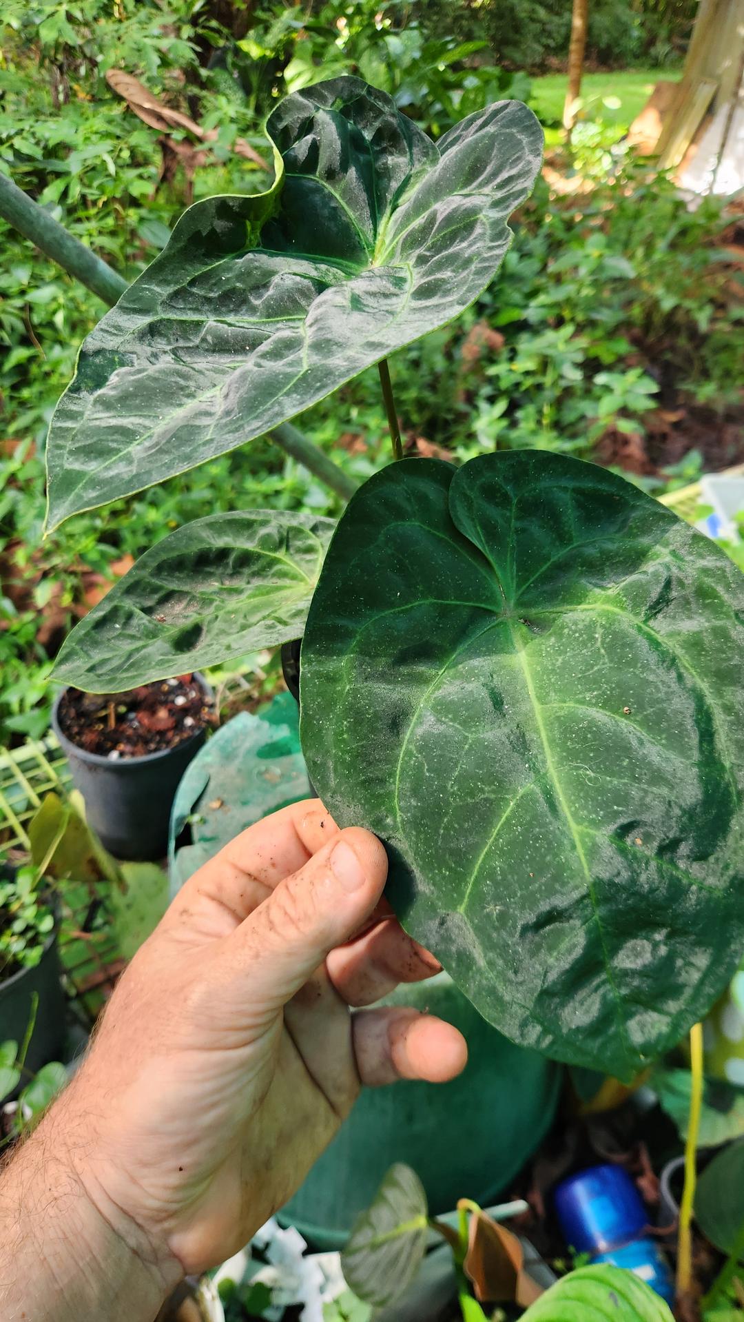 philodendron valley Anthurium Dressleri x Forgettii (JSP)