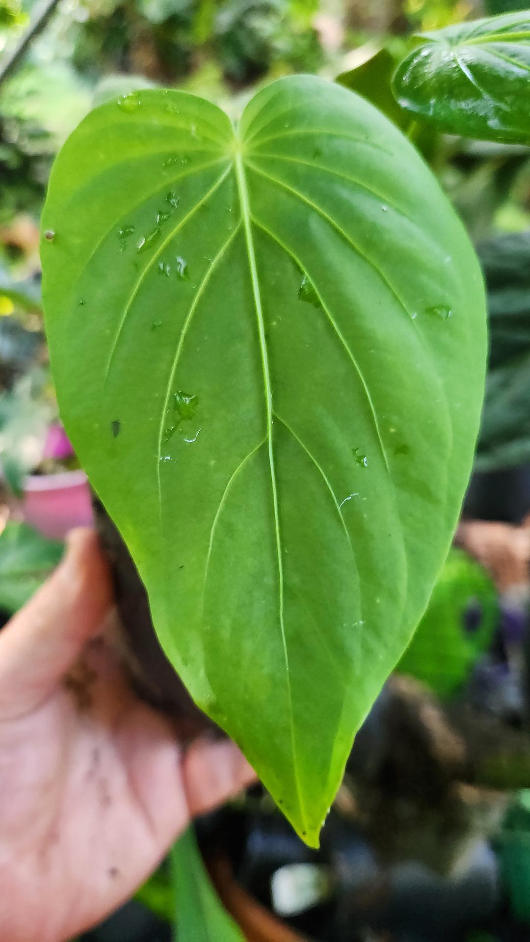 is anthurium a philodendron Anthurium Schottianum