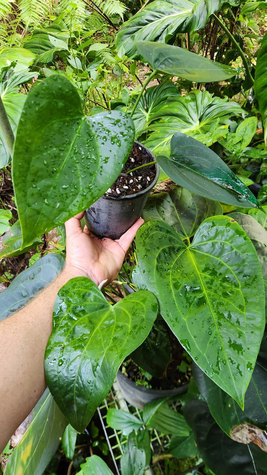 philodendron valley Anthurium Forgetti x Amnicola (JSP)