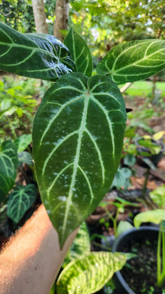 anthurium nidus Anthurium Noid by Philodendronvalley – Philodendron Valley