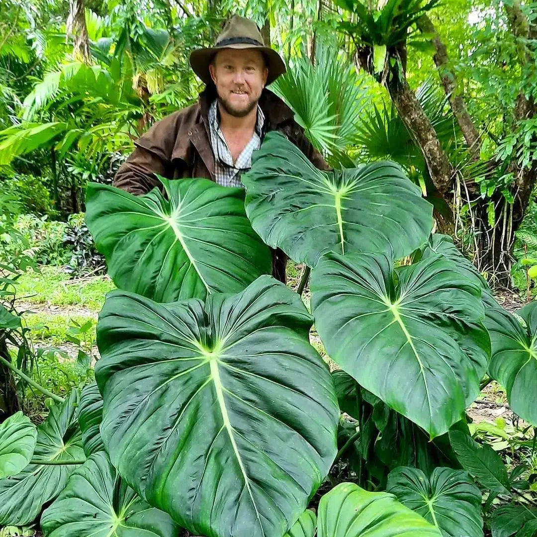 philodendron mcdowell for sale Philodendron Dean McDowell