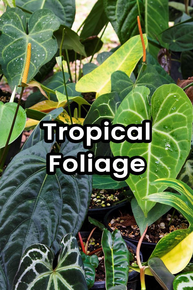 Tropical Foliage