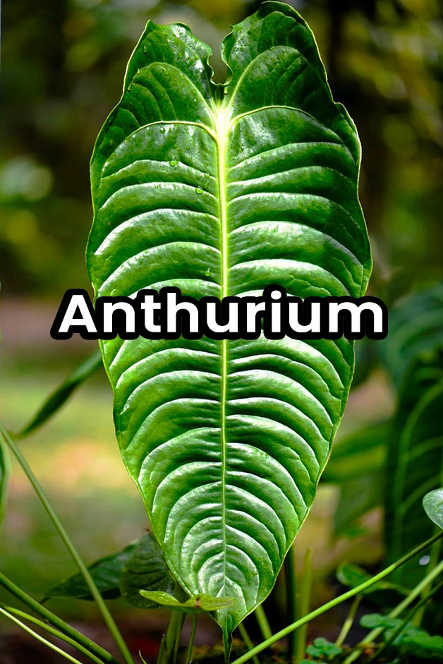 Anthurium
