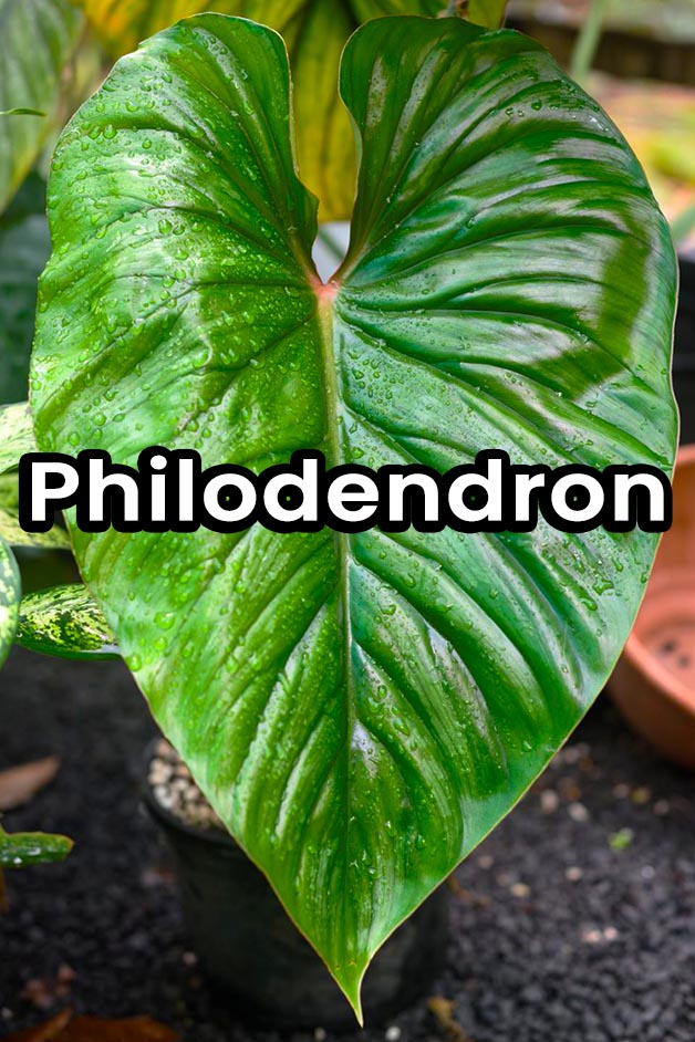 Philodendron