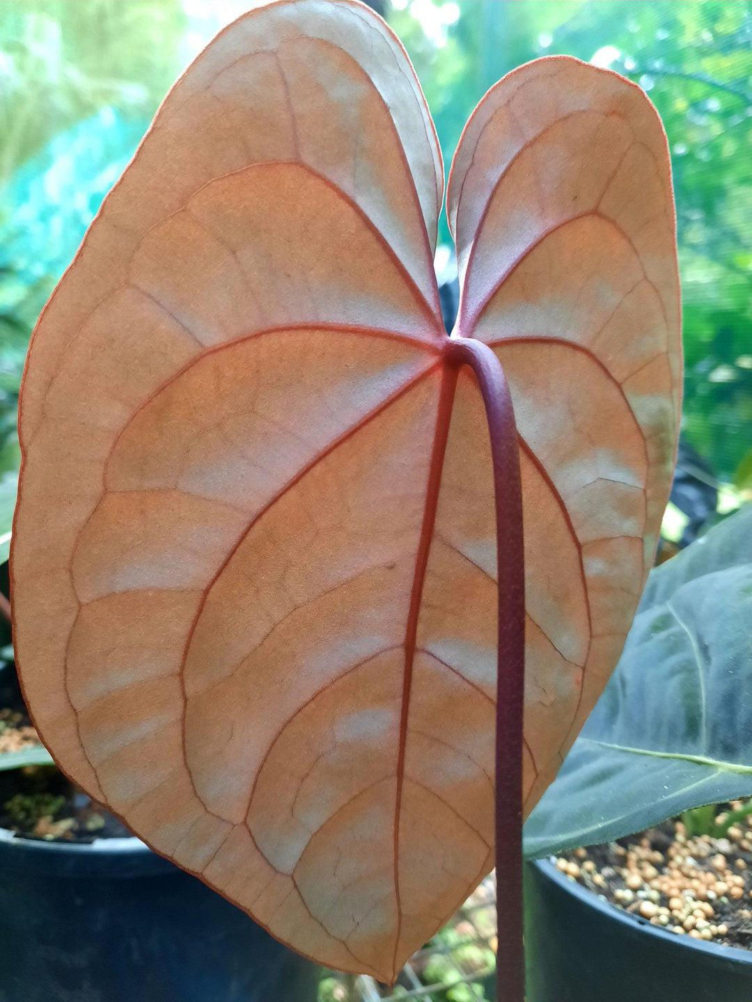 Anthurium 