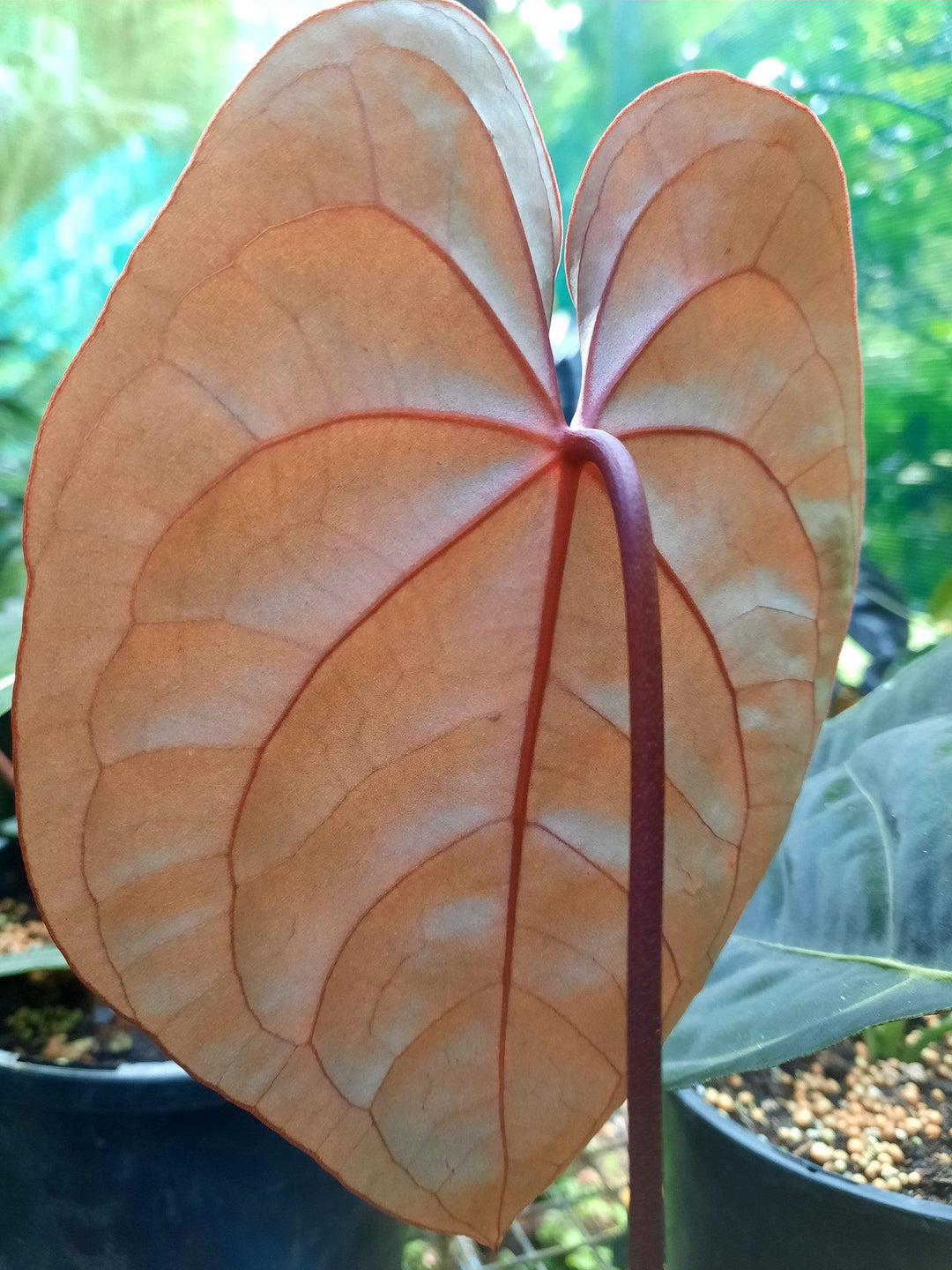 Anthurium 