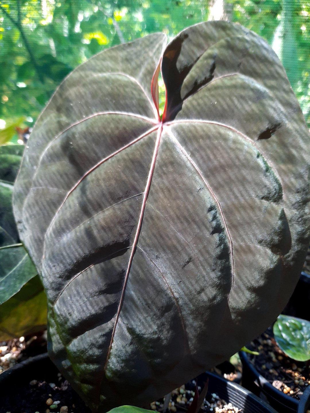 Anthurium 
