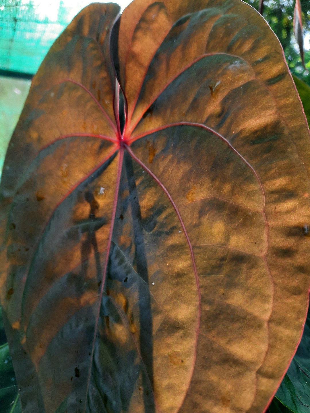 Anthurium 