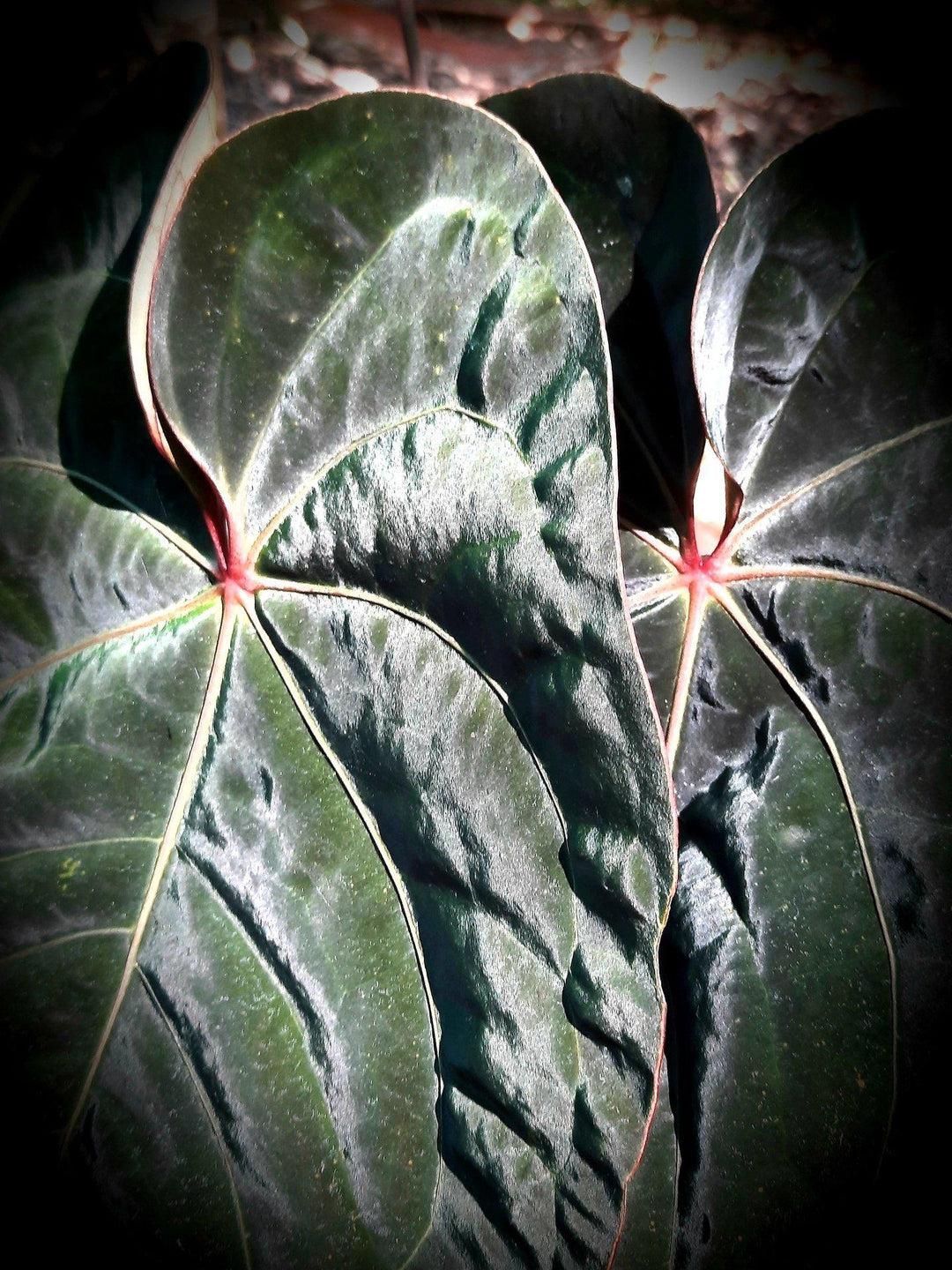 Anthurium 