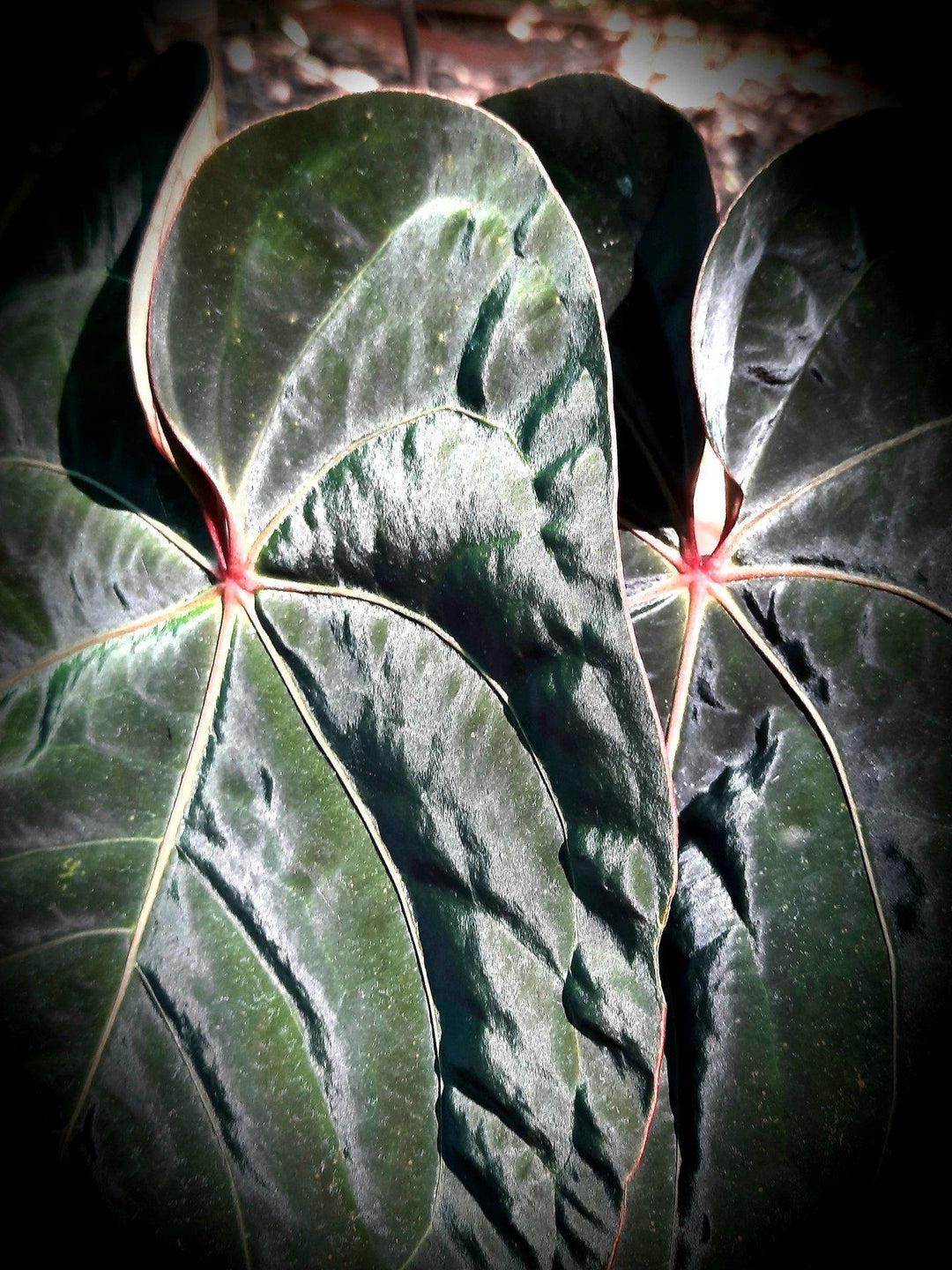 Anthurium "Red Hoffmanii" #2 - The Real Deal