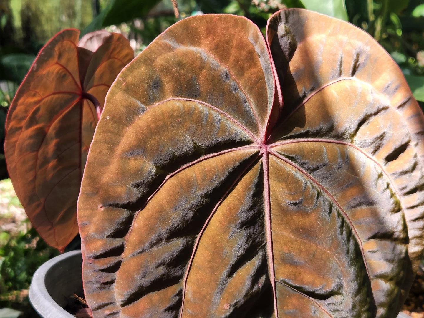 anthurium hoffmannii for sale Anthurium "Red Hoffmanii"