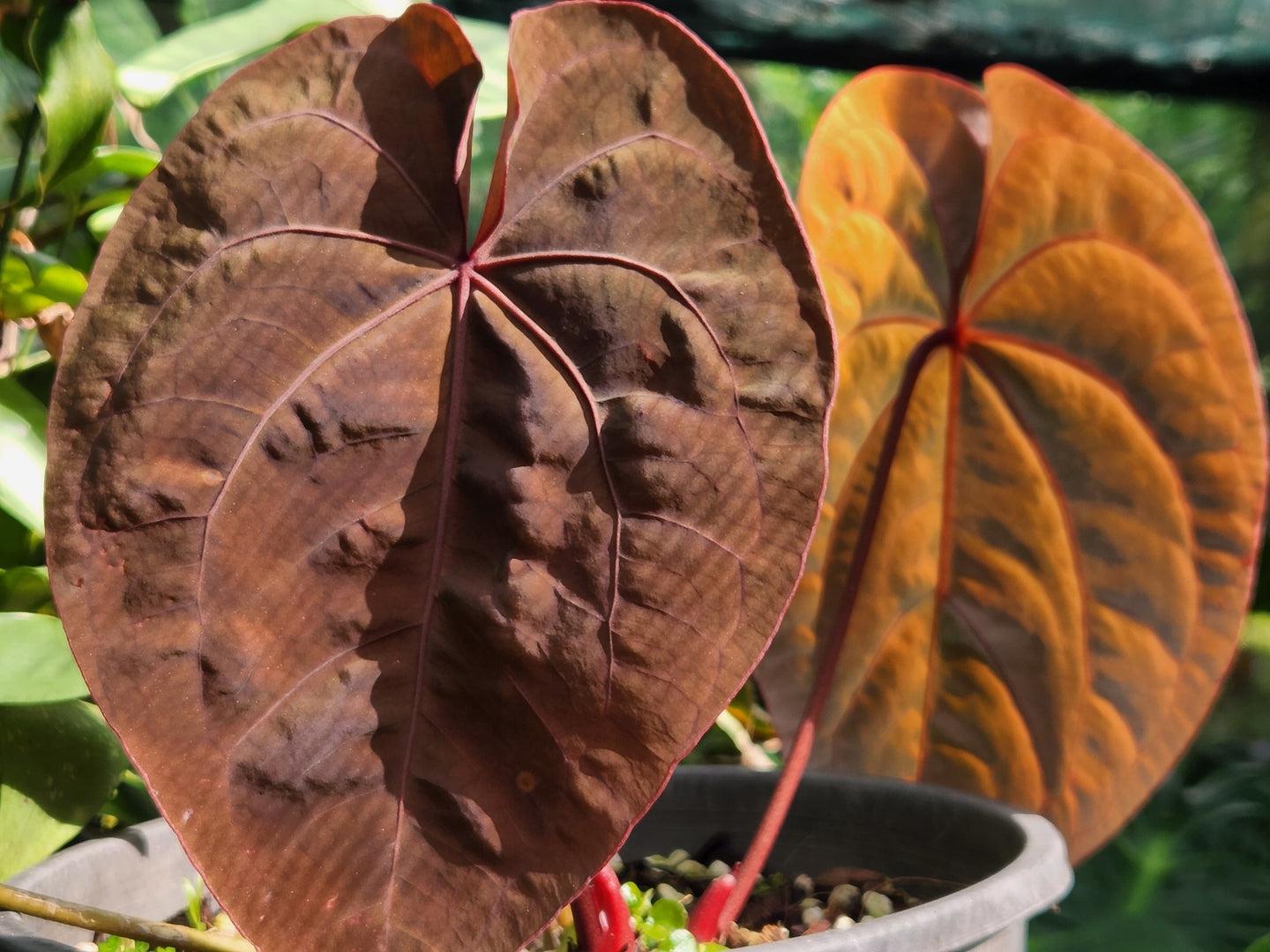 Anthurium 