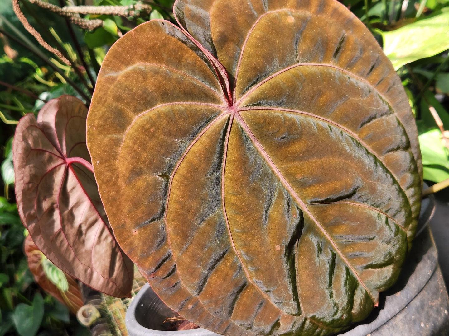 anthurium hoffmanii Anthurium "Red Hoffmanii"