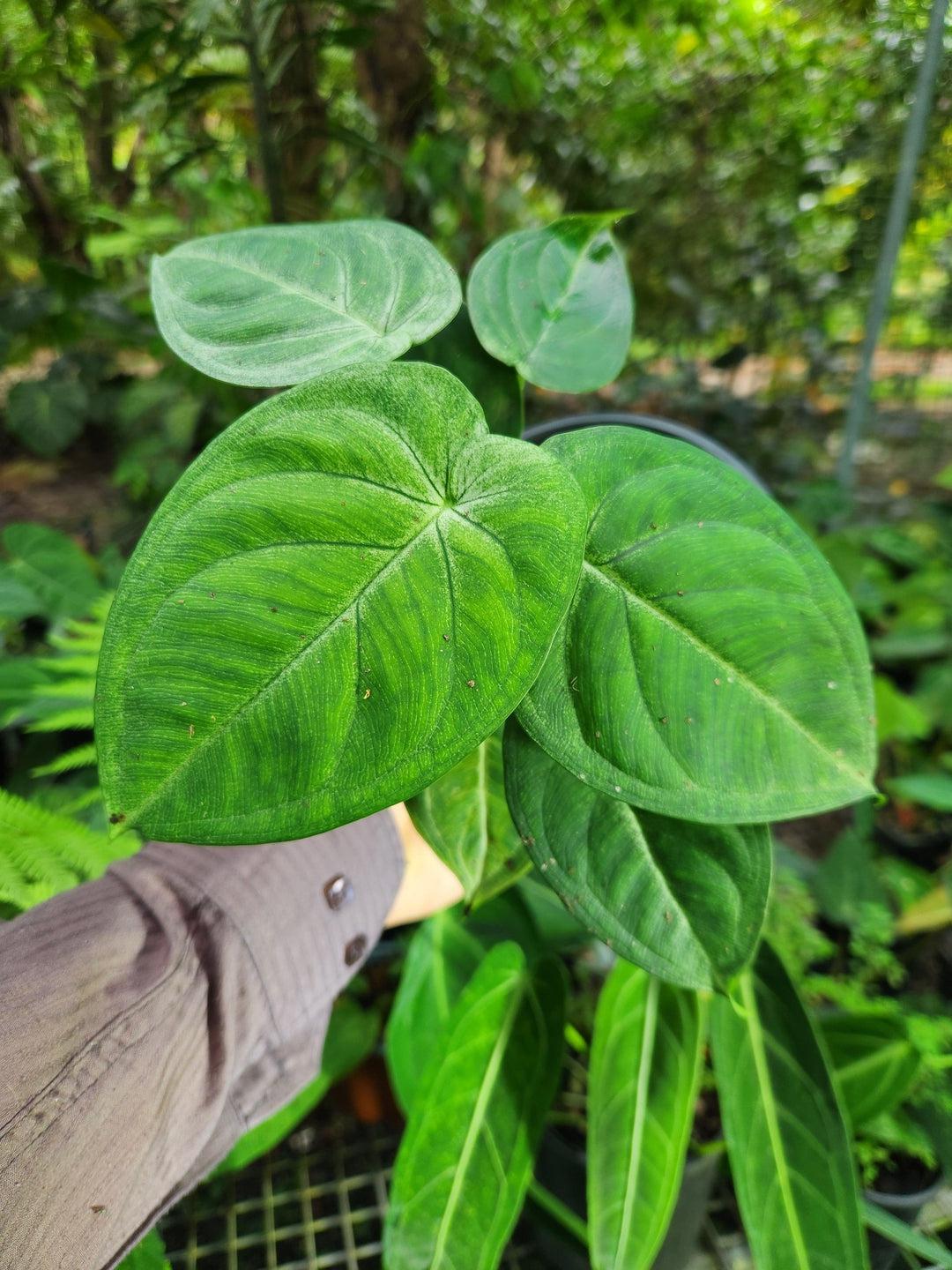 Syngonium Frosted Heart