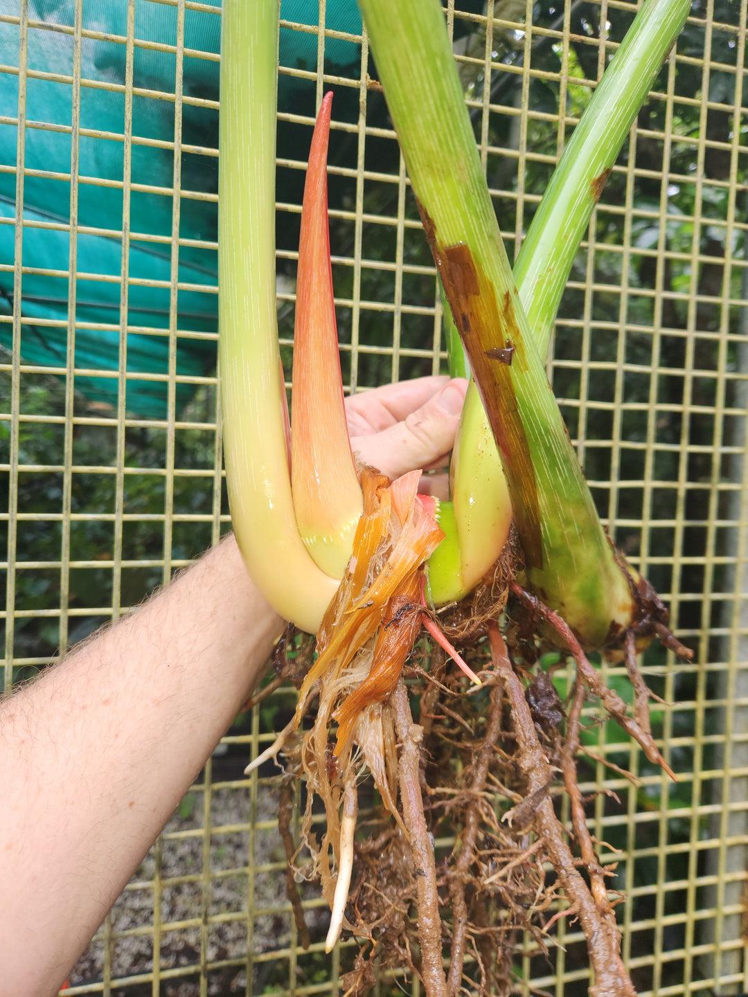 philodendron dean mcdowell for sale Philodendron Dean McDowell – Philodendron Valley