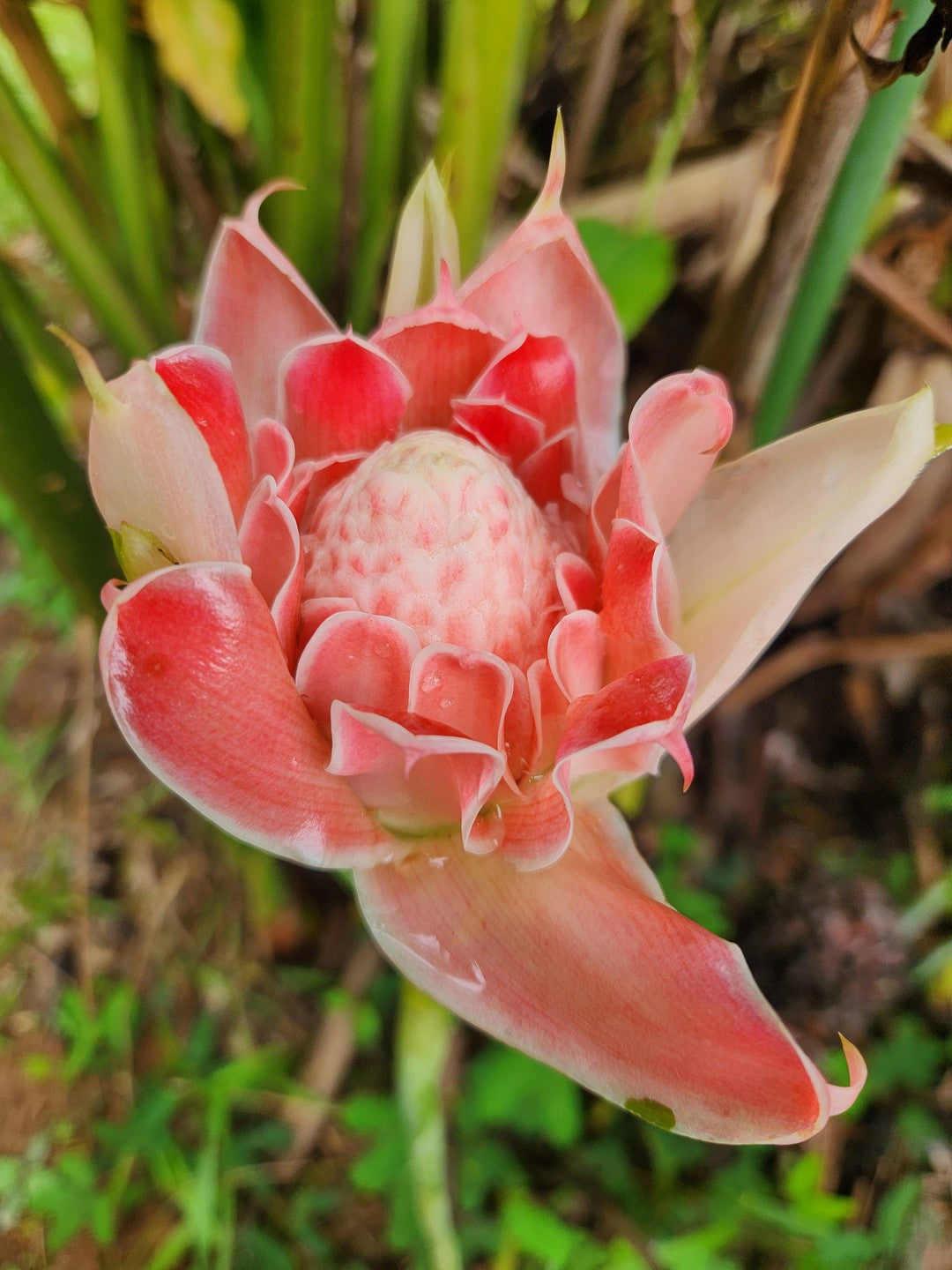 Etlingera elatior 'Pink Torch'