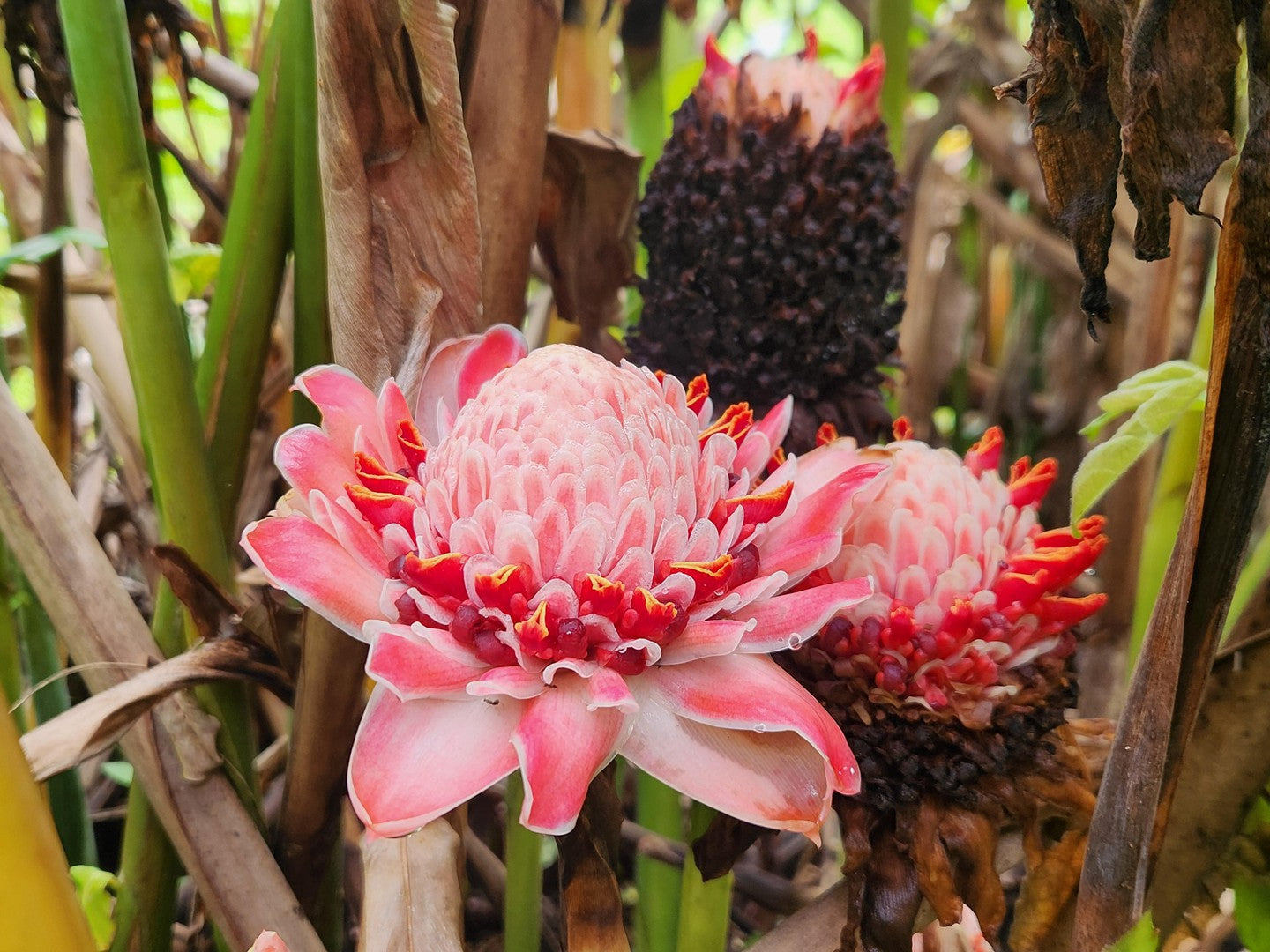 Etlingera elatior 'Pink Torch'