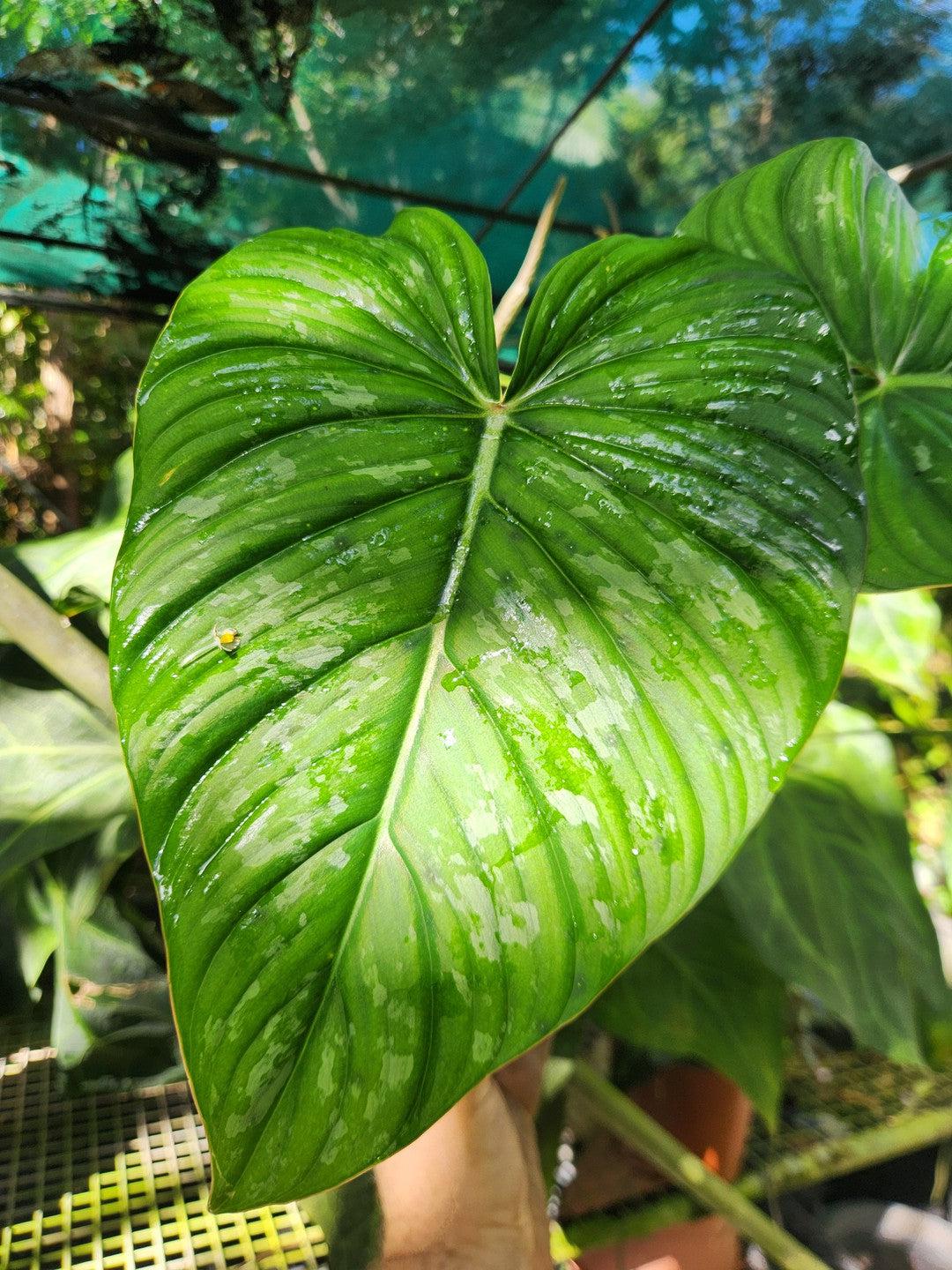 Philodendron Dean McDowell x Silver Cloud