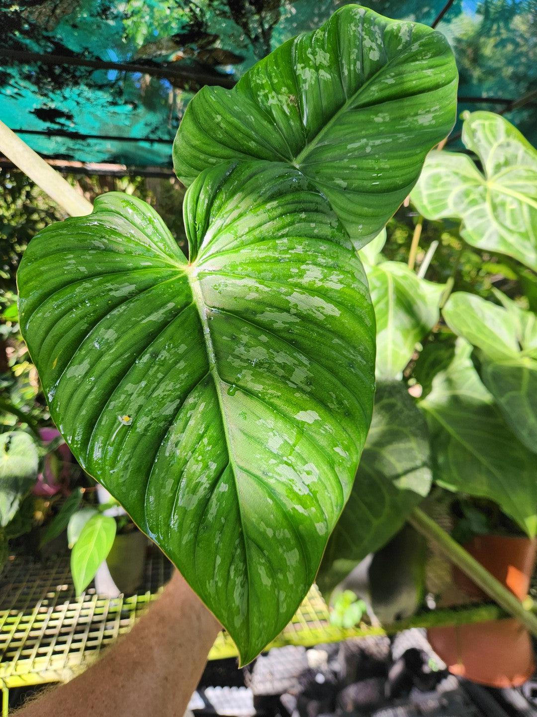 Philodendron Dean McDowell x Silver Cloud