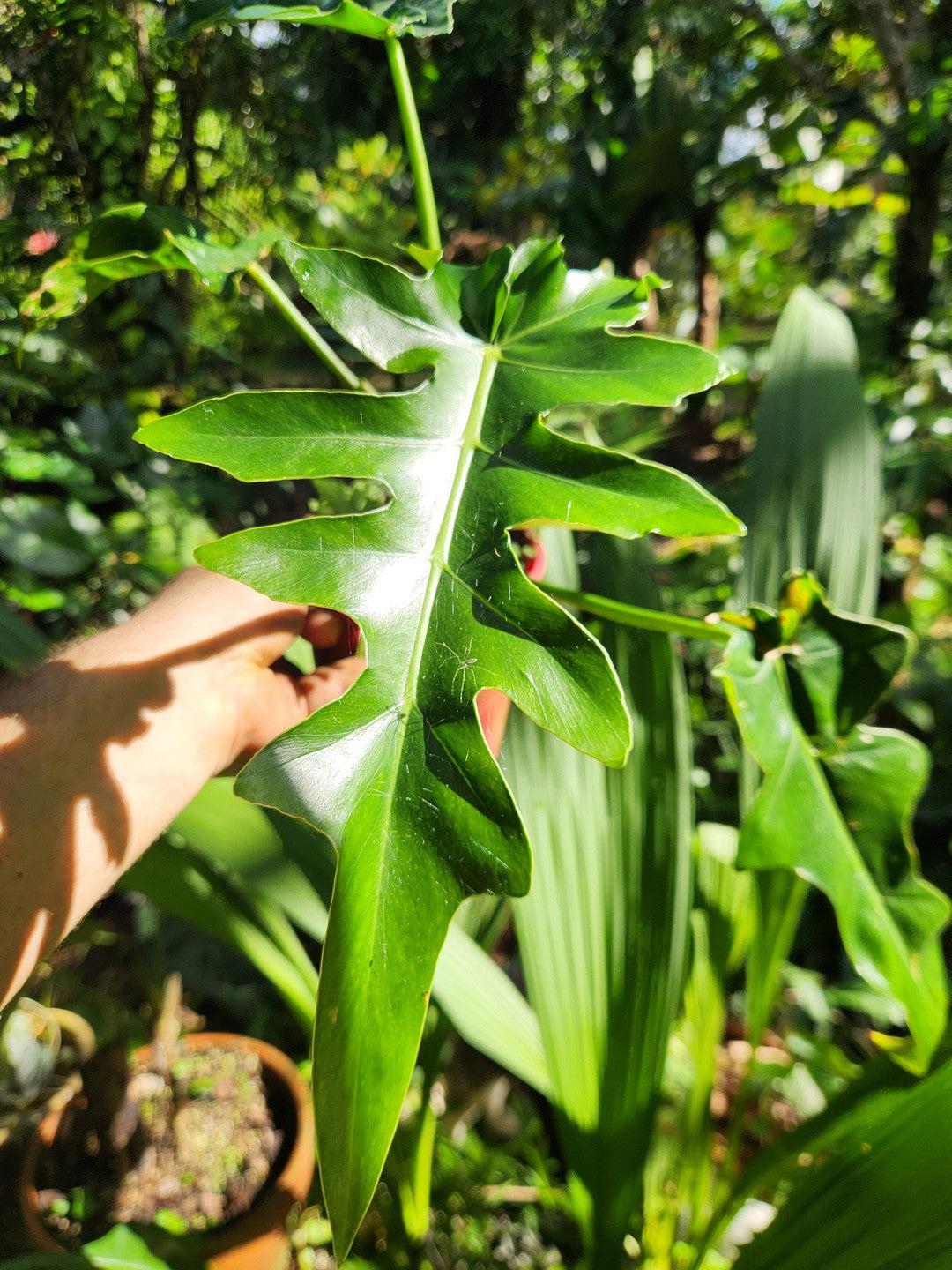 Philodendron 