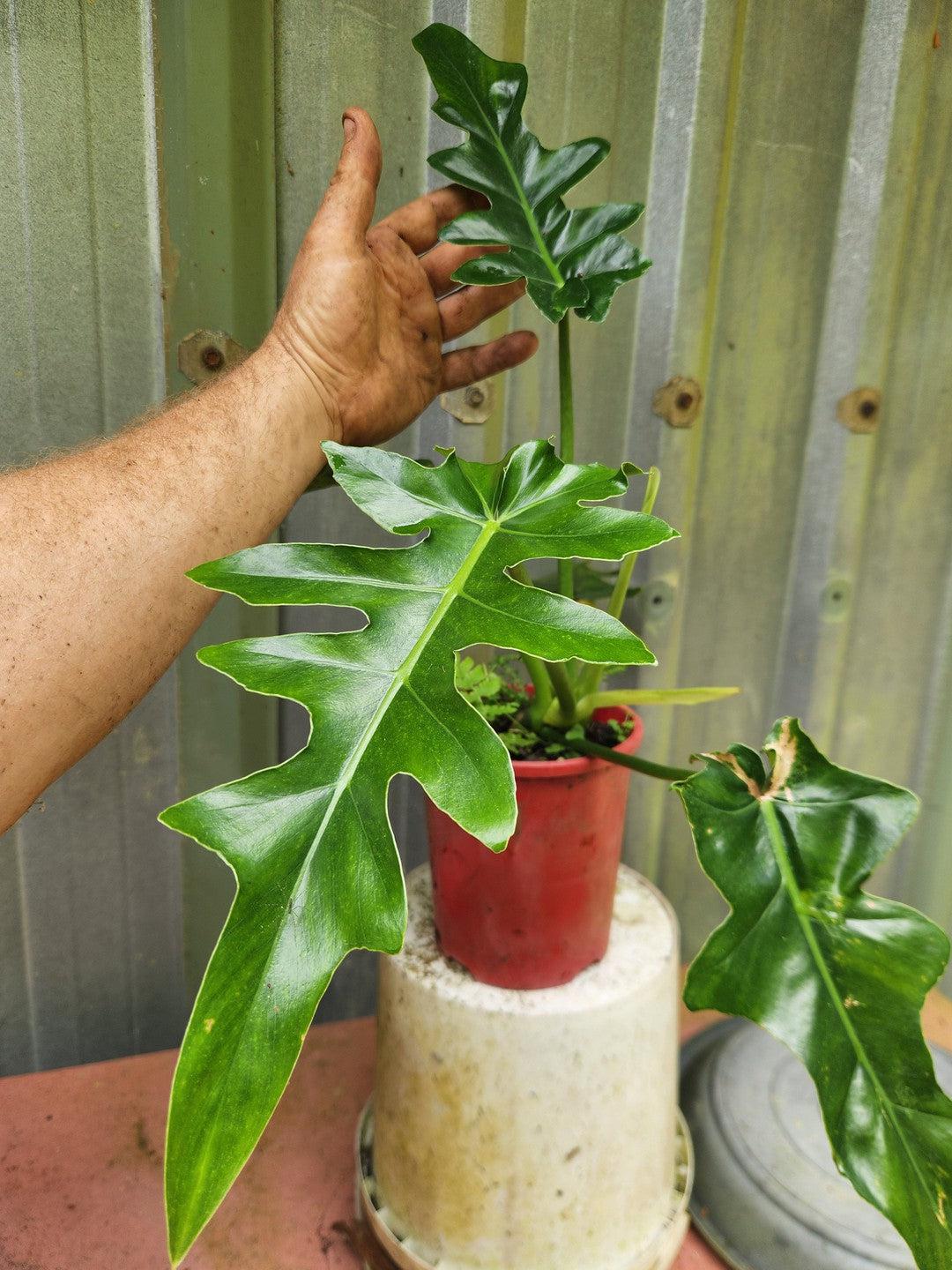 Philodendron 