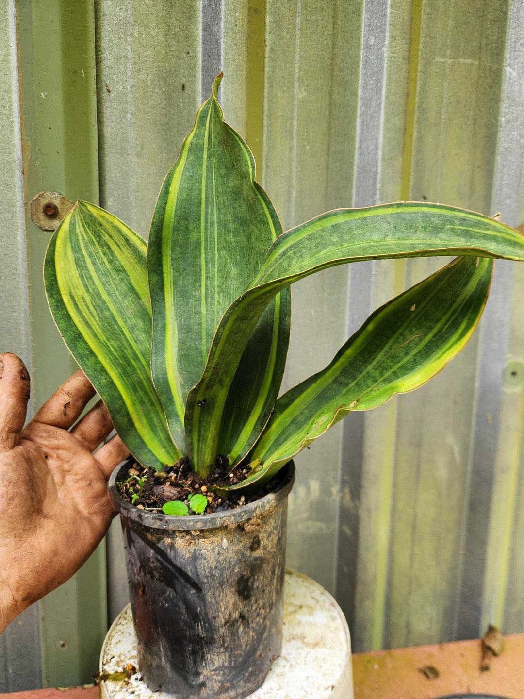 Sanseveria Whale Fin "Variegated"