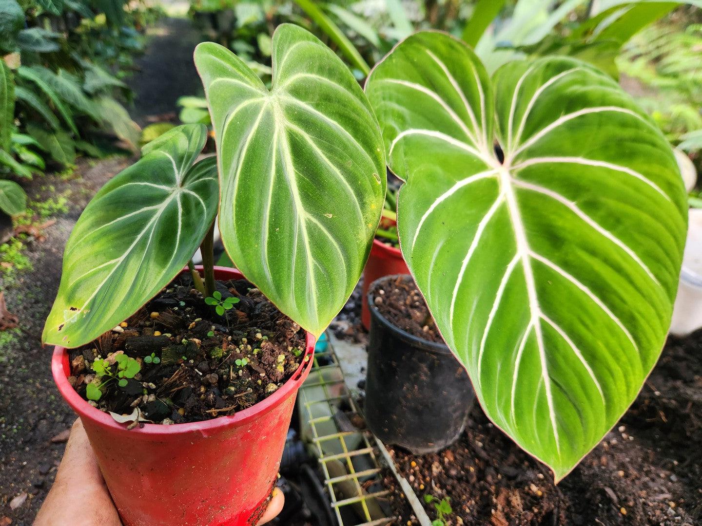 philodendron valley "White Vein" Philodendron Gloriosum