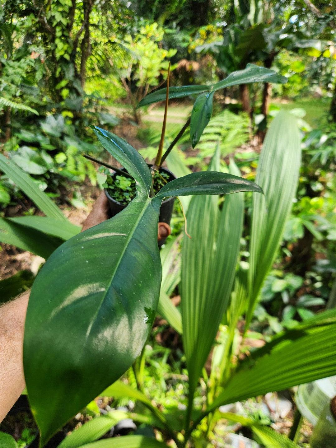 Philodendron 69686 "Bigears"