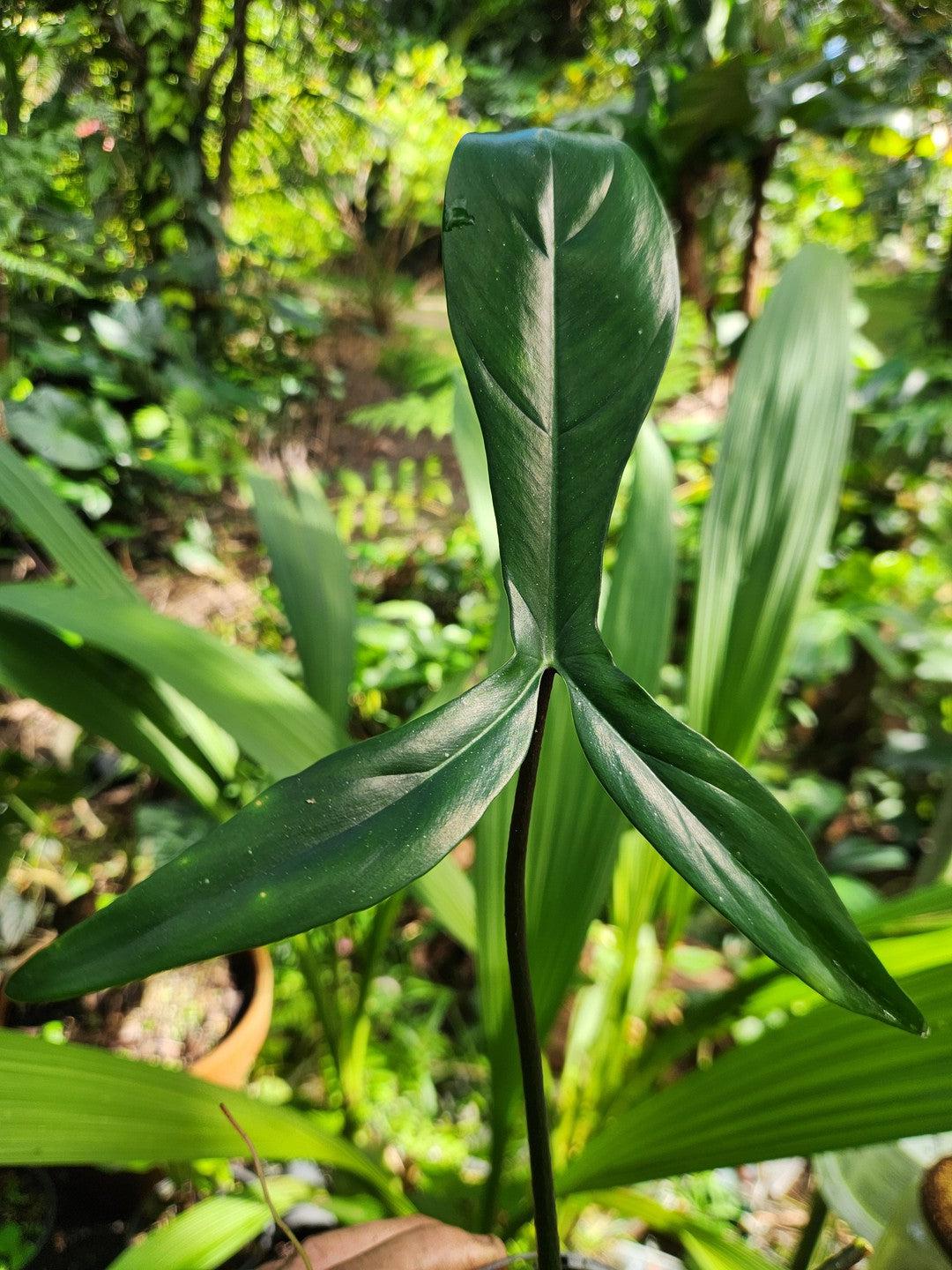 Philodendron 69686 "Bigears"