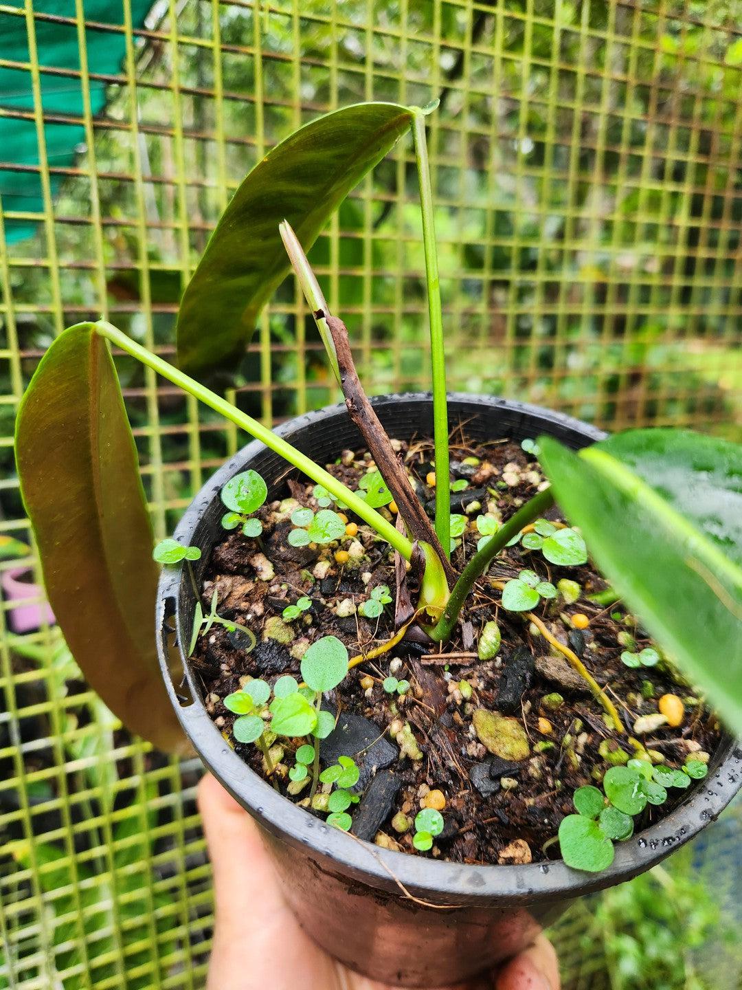 Philodendron Particiae