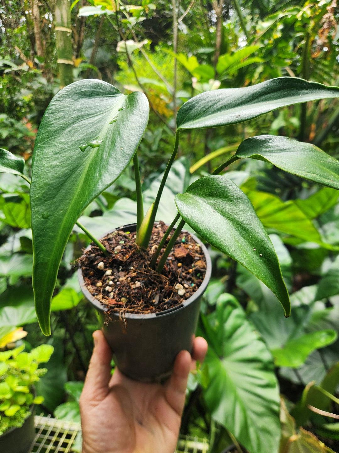 Monstera Burle Marx Flame