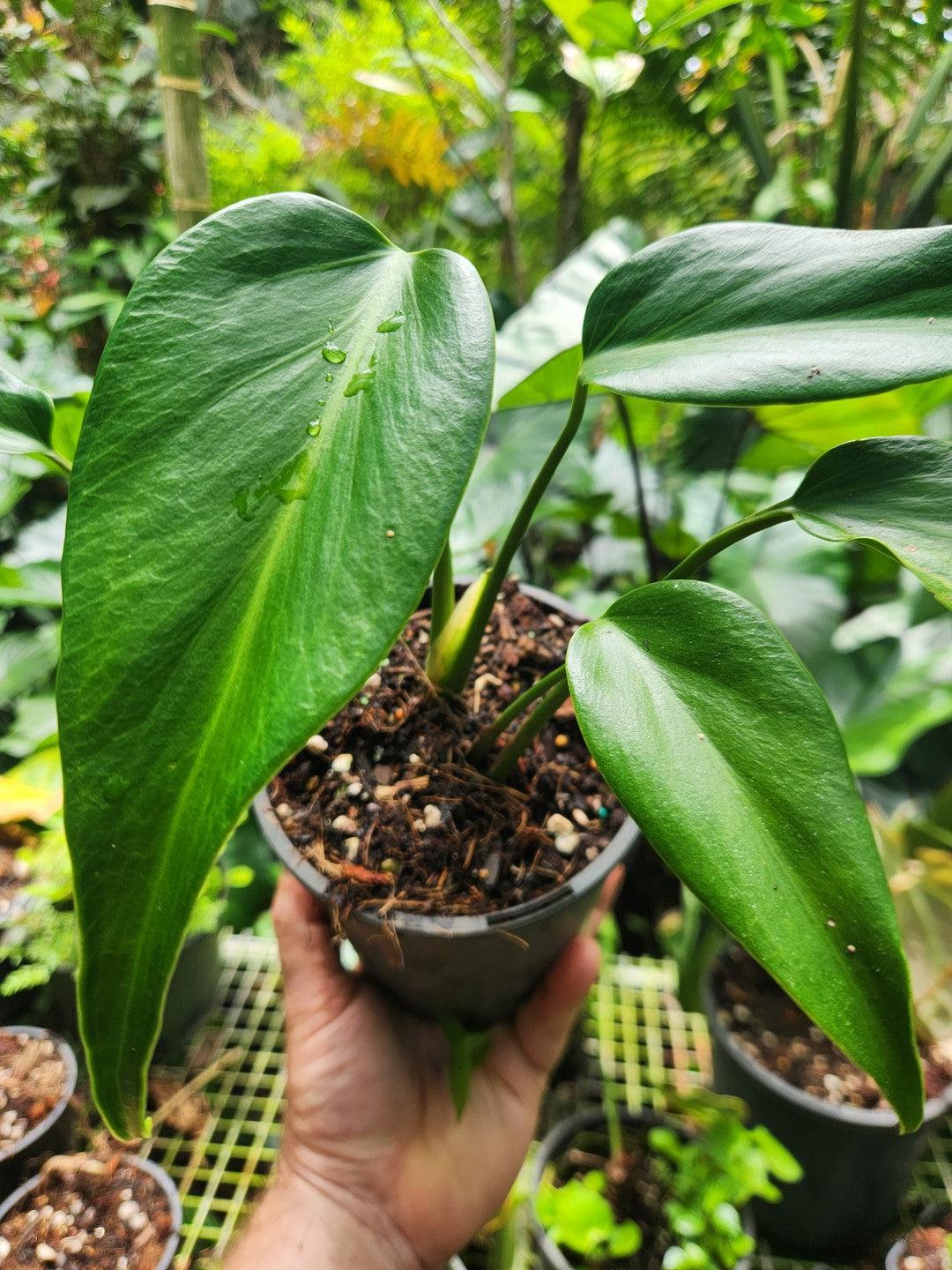 Monstera Burle Marx Flame