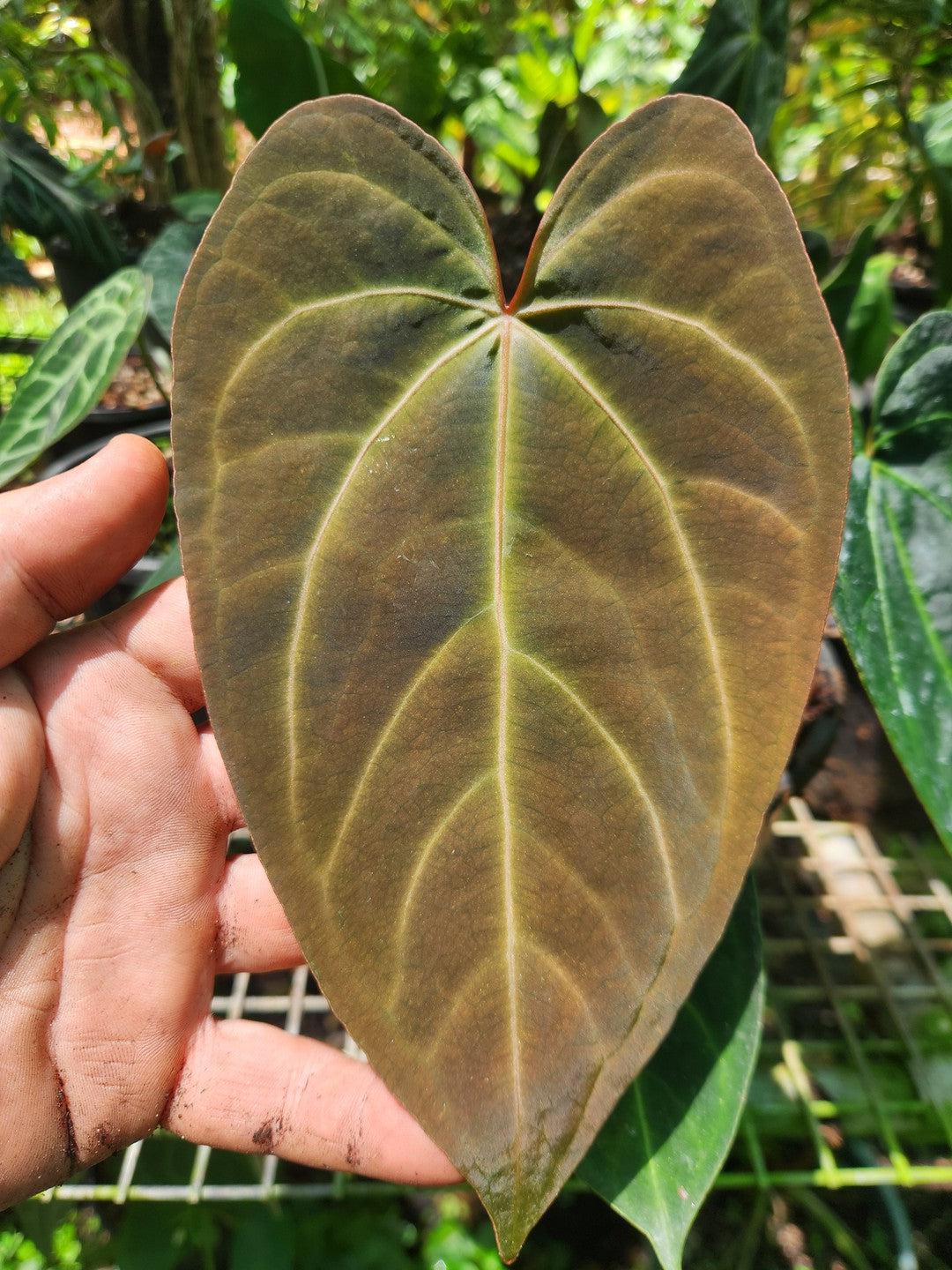 Anthurium "Baywatch"