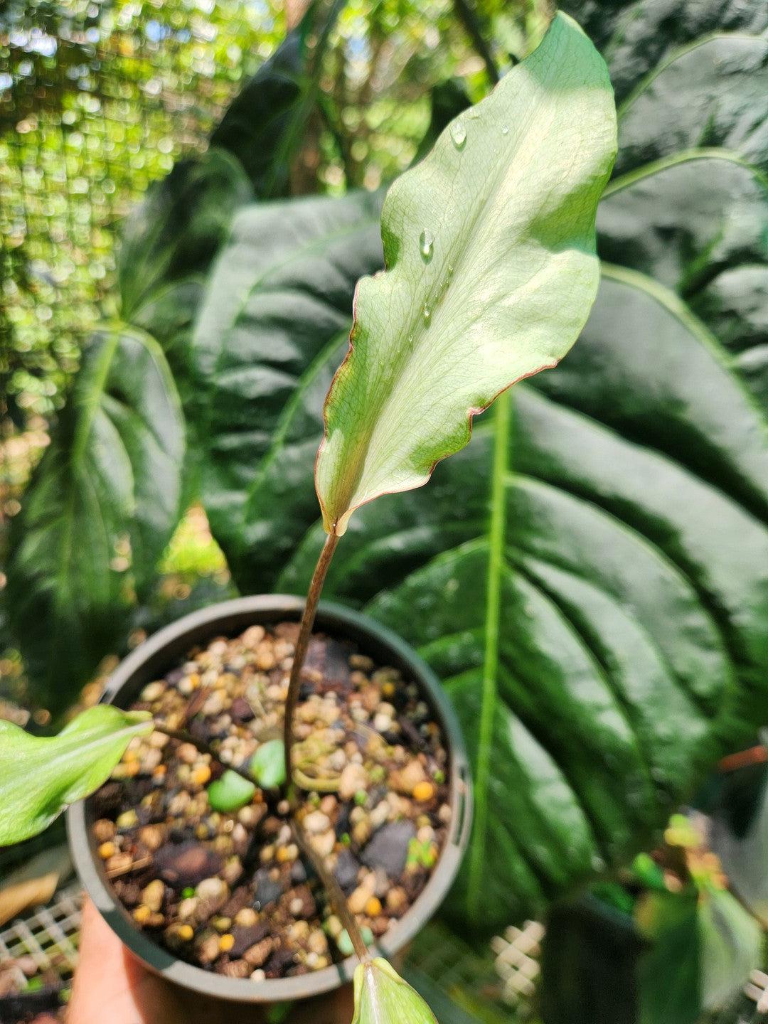 Caladium "White Strap Leaf"