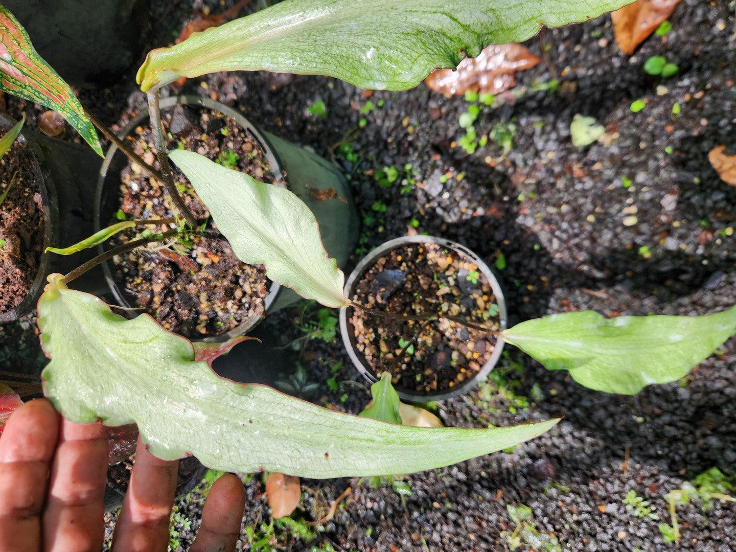 Caladium "White Strap Leaf"