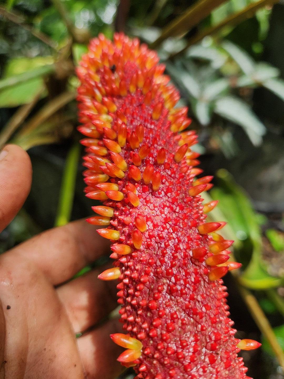 Anthurium Panamense Seeds