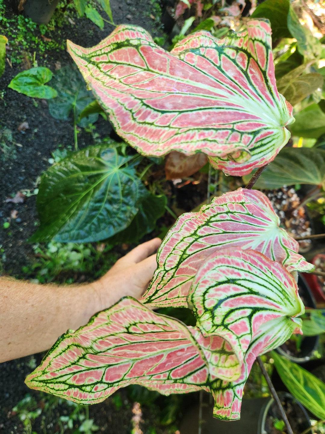 Caladium Thai Princess