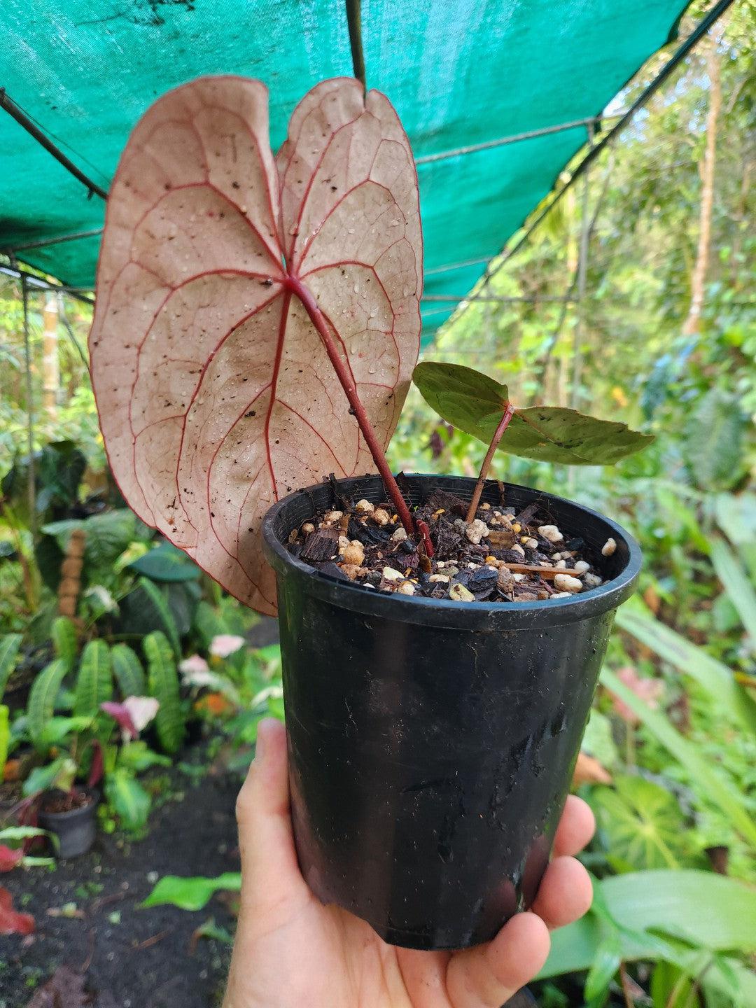 Anthurium "Red Hoffmanii" - The Real Deal