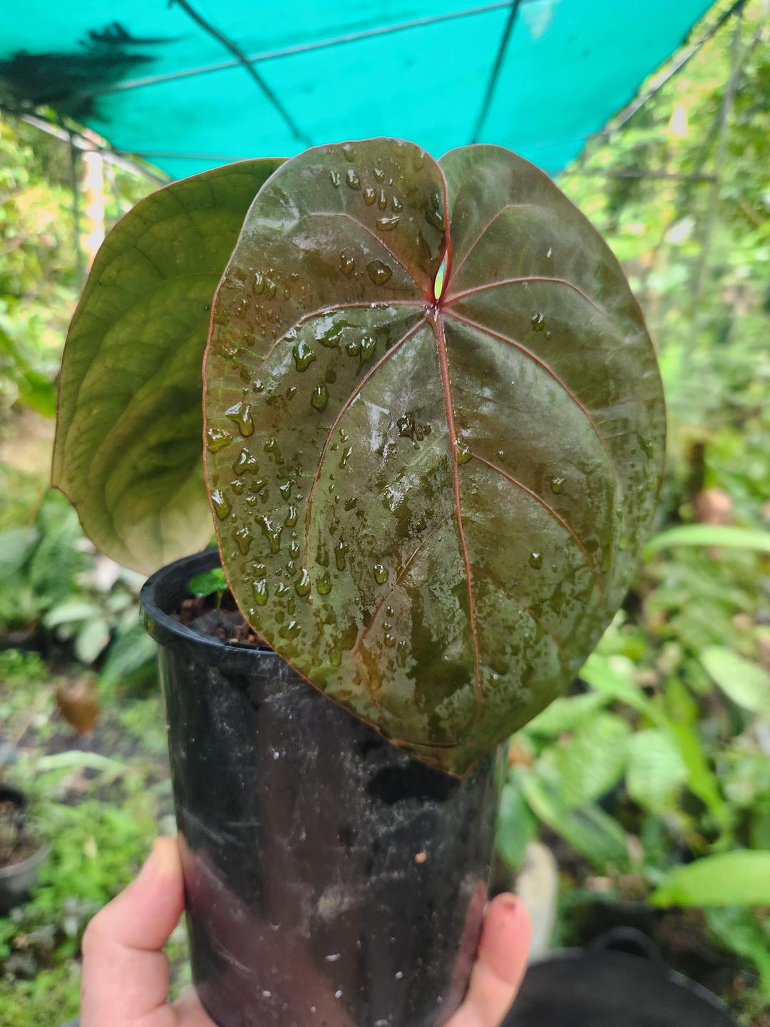 Anthurium 