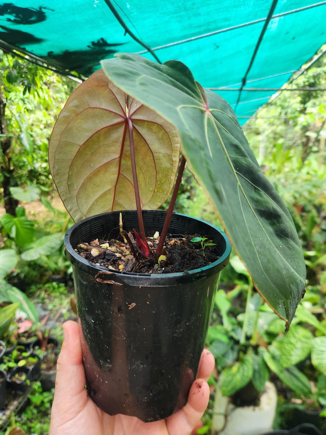 Anthurium 