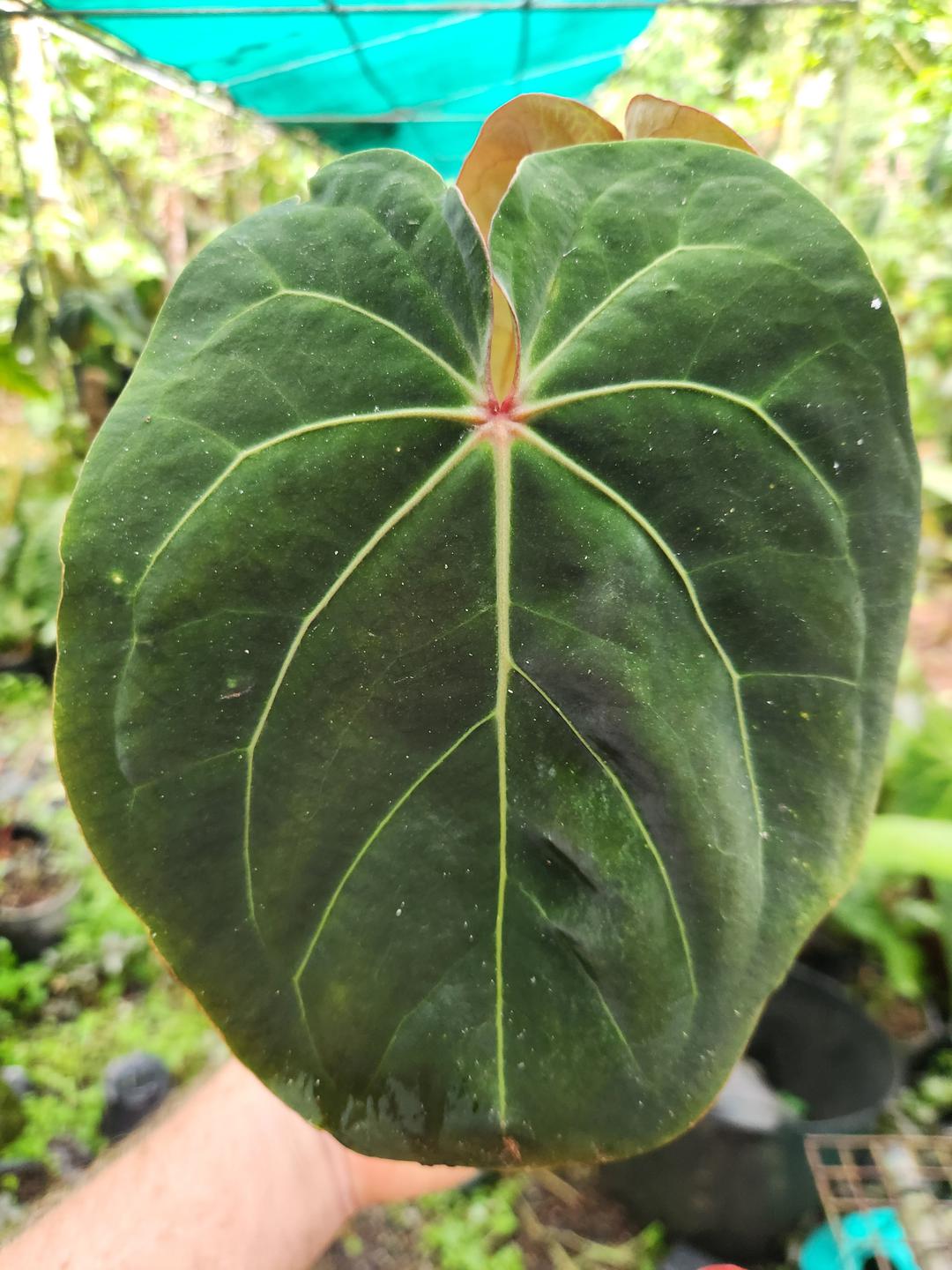 Anthurium "Red Hoffmanii" - The Real Deal