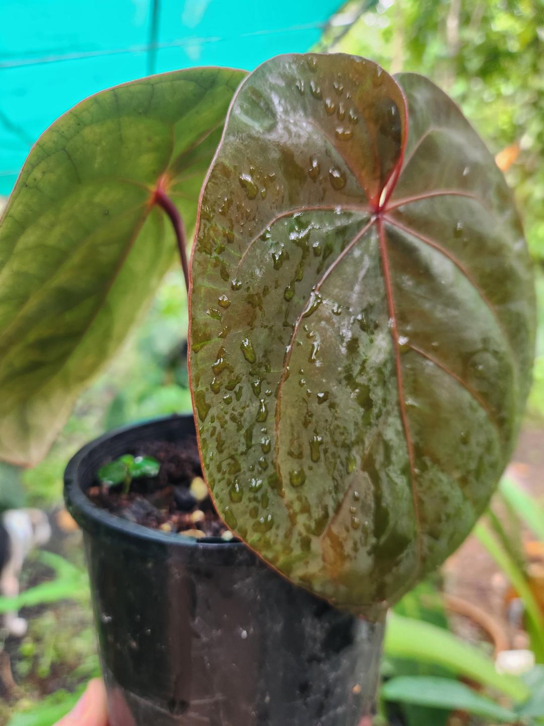 Anthurium 