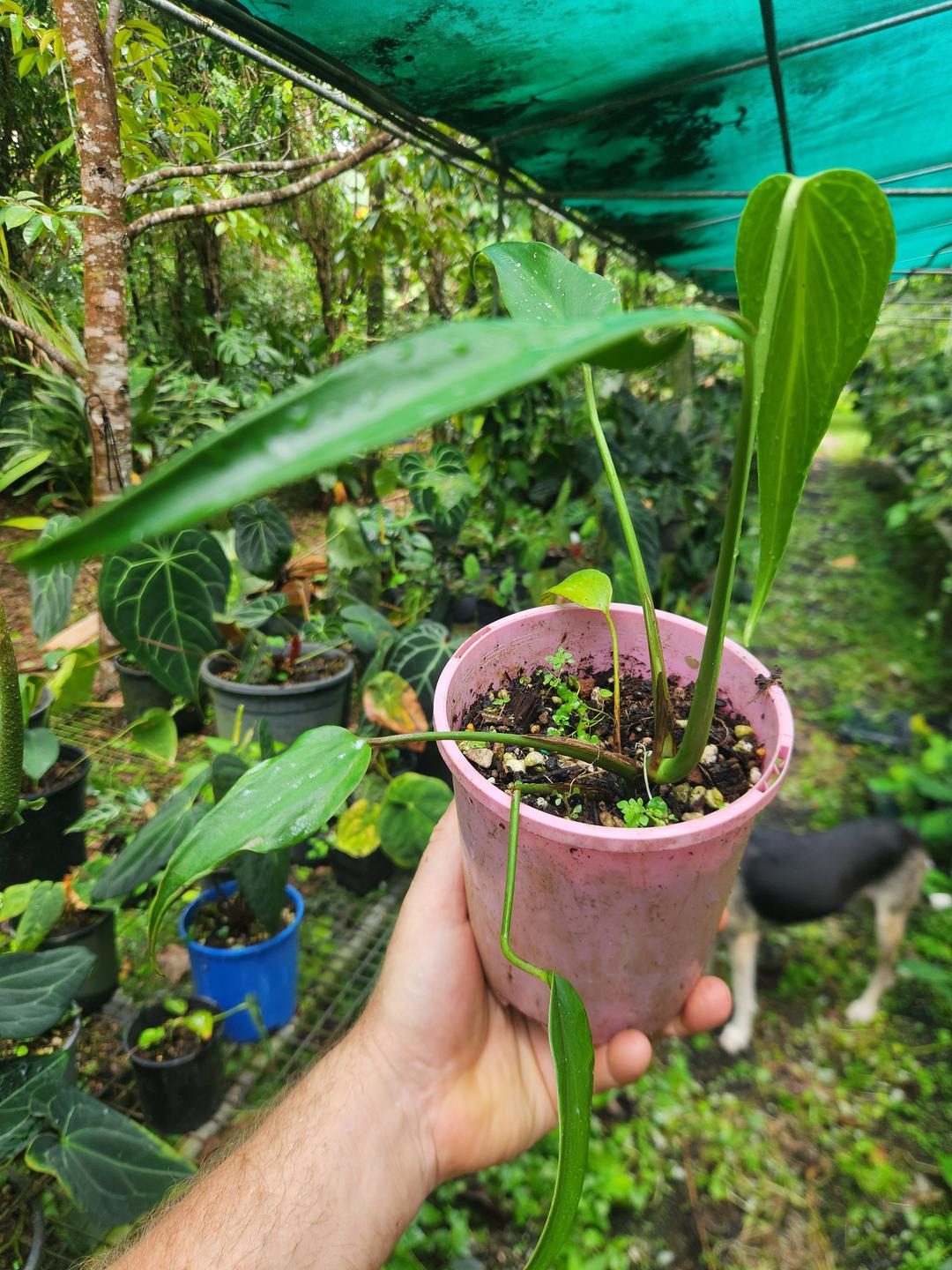 Monstera Burle Marx Flame 2