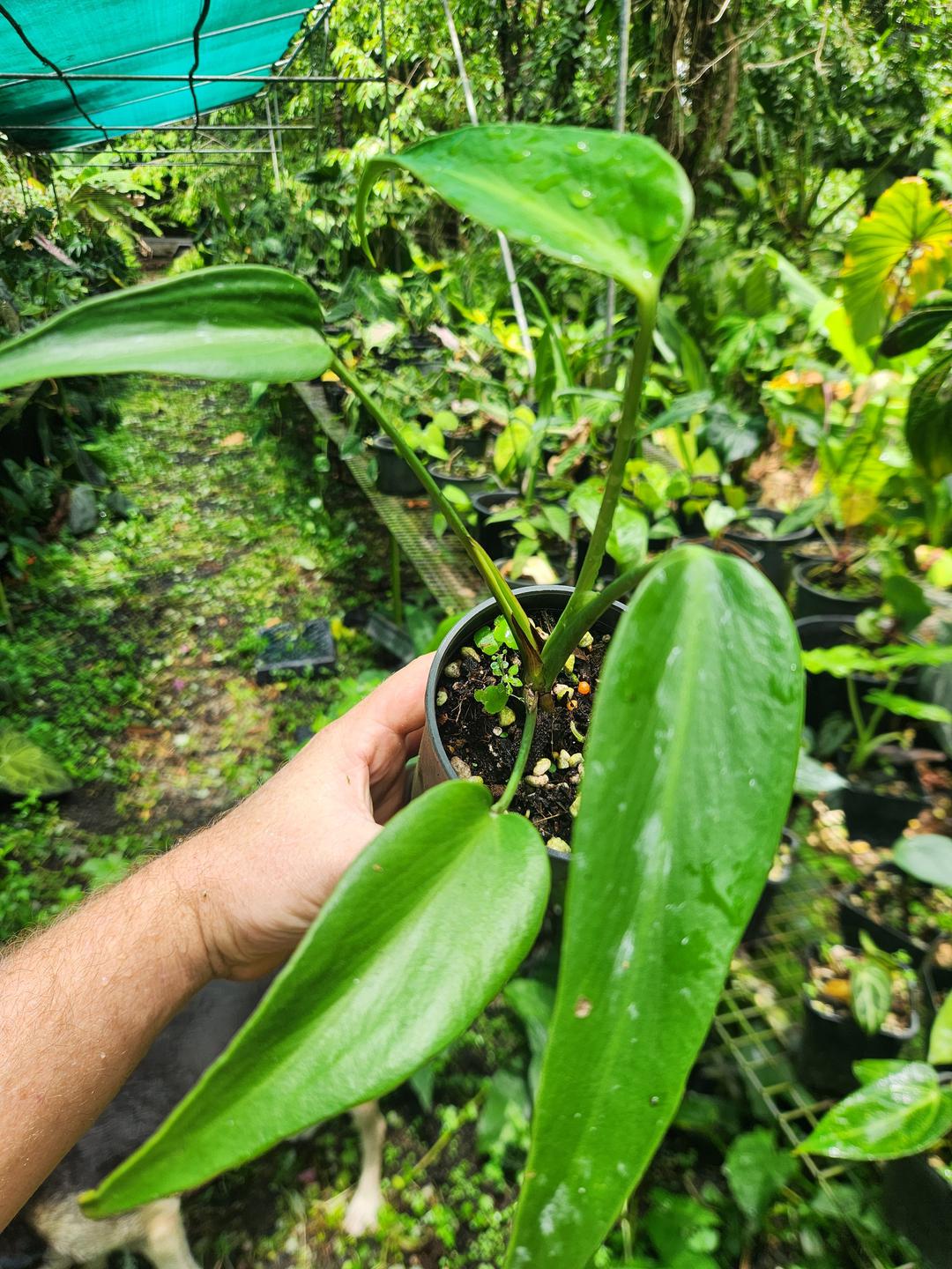 Monstera Burle Marx Flame