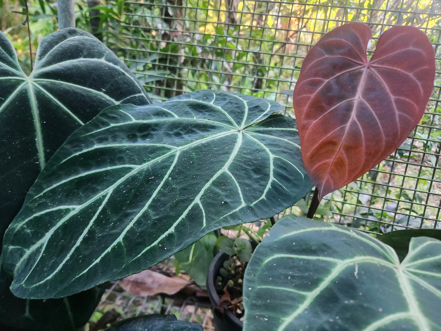 Anthurium Noid by Philodendronvalley