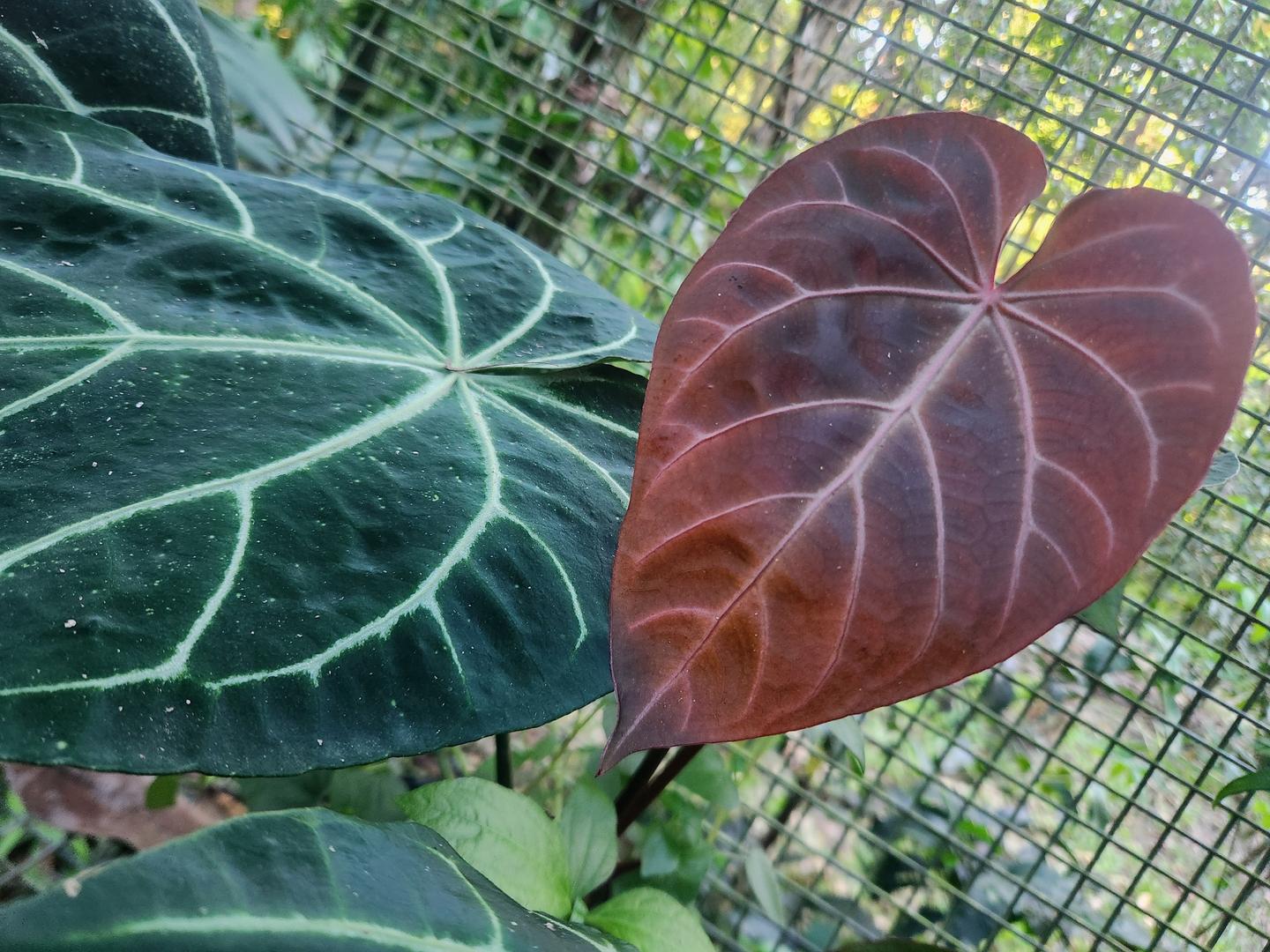 Anthurium Noid by Philodendronvalley